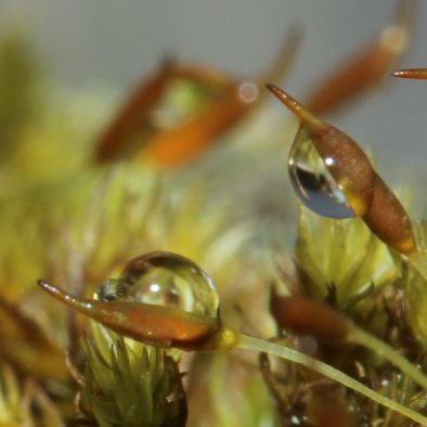 Tränen Wertschätzen
